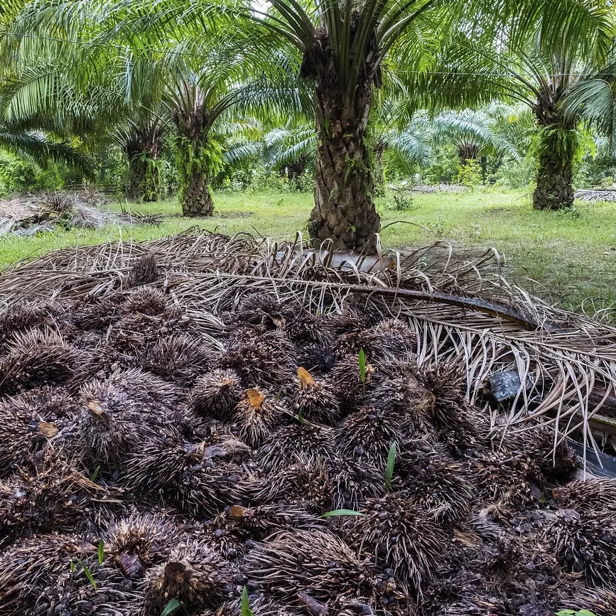 Palm oil plantation in Palawan, Philippines. Free public domain CC0 photo.
More:
Original public domain image from Flickr